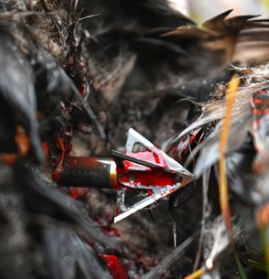 broadheads for elk