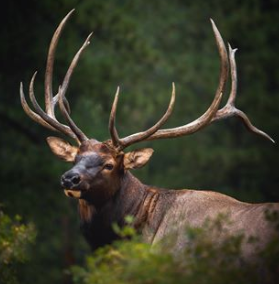 broadheads for elk