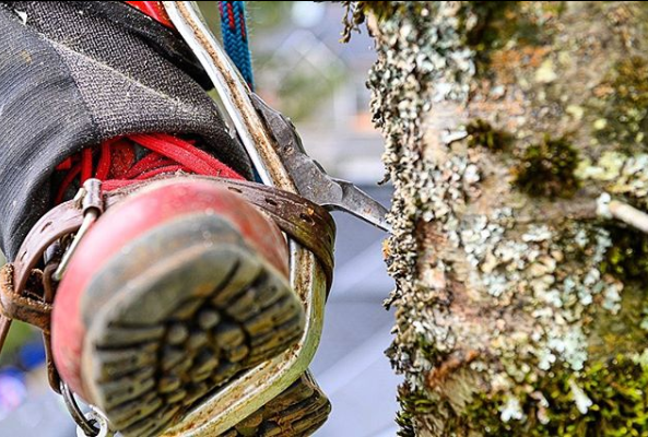 climbing spurs for hunting